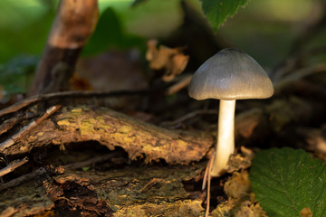 Shield mushroom macro 1