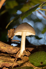 Shield mushroom macro 2