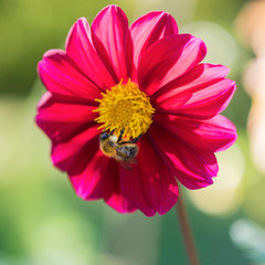 Bumblebee on pink dahlia in the garden