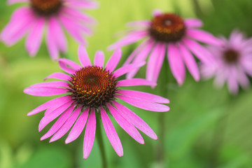 Flowers pink coneflower (Rudbeckia)