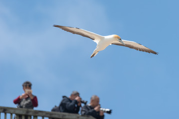 gannet flying with outstretched wings against a blue sky