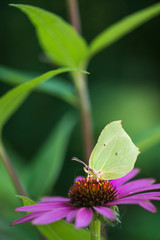 Butterfly cabbage white on a pink flower