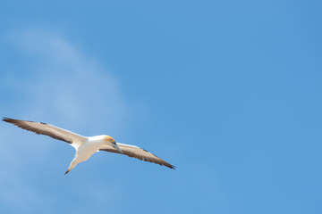 gannet flying with outstretched wings against a blue sky