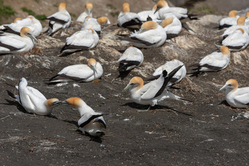 Obraz premium Gannets nesting on a cliff in Muriwai Beach