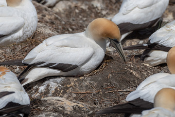 Gannets nesting on a cliff in Muriwai Beach