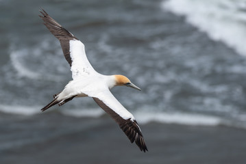 Fototapeta na wymiar A gannet flying over a grey ocean