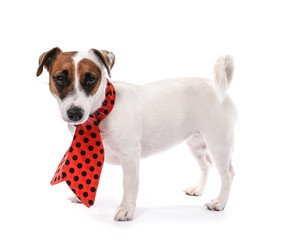 Cute funny dog with scarf on white background