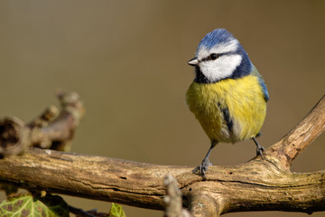 Blaumeise