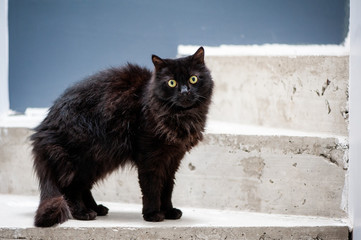 Chat noir