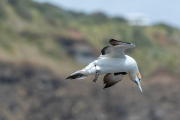 A gannet in flight twisting its neck looking downwards