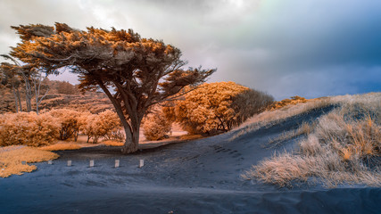 Infrared image of vegetation amongst sand dunes