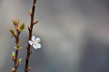 Apricot blossom in Himalayas