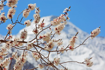Apricot blossom in Himalayas