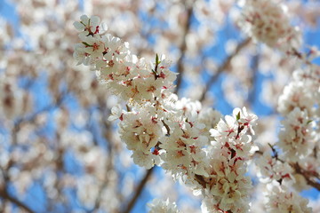 Apricot blossom in Himalayas