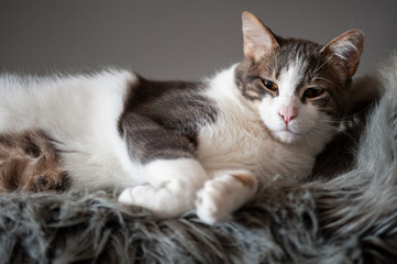 Scarabée à l'intérieur d'un