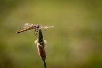 Dragonfly resting on top of a flower with a beautiful green background