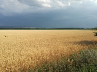 Wheat field