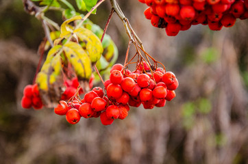 Red rowan in the autumn garden.