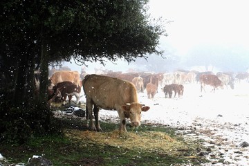 Cows grazing during snowy winter