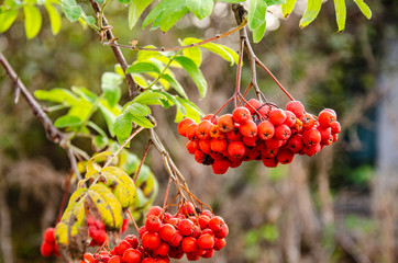 Red rowan in the autumn garden.