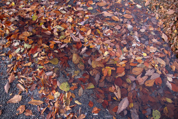 秋, 葉, 落ちる, 葉, 自然, 黄色, 季節, 質感, 木, 森, 茶色, 赤, カエデ, 色, オレンジ, 木の葉, ドライ, カラフル, 緑, 模様, 根拠, 食べ物, 10月, 公園, 金