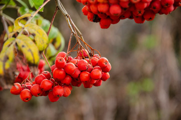 Red rowan in the autumn garden.