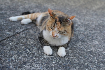 猫