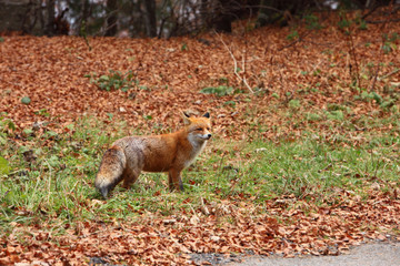 Beautiful fox in the forest. The autumn.