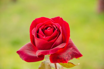 Red rose in the autumn garden.