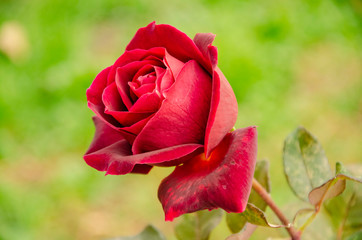 Red rose in the autumn garden.