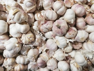 Garlic full frame background.
