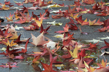 Tuscany, Italy, maple leaves in autumn colors fallen on a street in a city park