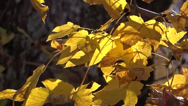 Berg-Ahornbaum im leichten Wind (Herbst)
