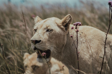 Lioness