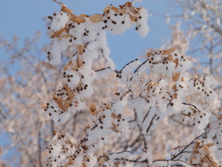 Trees in the frost. Winter snow. Russian winter nature. Russia, Ural, Perm region