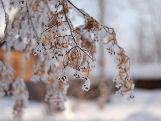 Trees in the frost. Winter snow. Russian winter nature. Russia, Ural, Perm region
