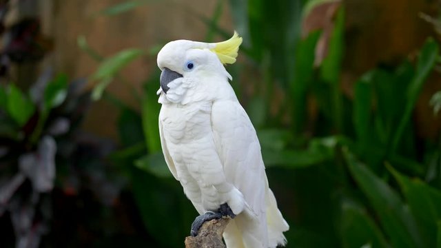 White cockatoo parrot seating on a piece of wood at the Bali Bird Park in Bali, Indonesia. Green floral background. 4K, UHD