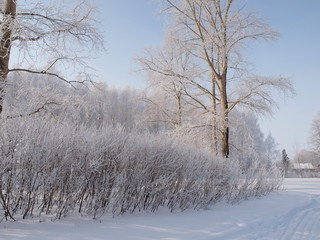 Trees in the frost. Winter snow. Russian winter nature. Russia, Ural, Perm region
