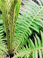 Ferns leaves foliage. Natural floral fern close up.