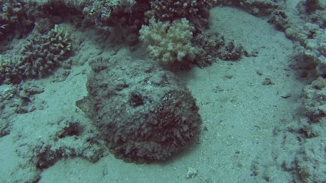 Large stonefish synanceia verrucosa swimming on sandy seabed in tropical sea by hard coral reef