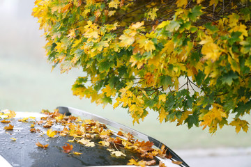Herbst für den Autofahrer