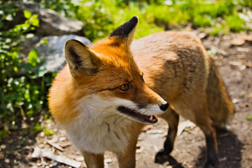 Fototapeta premium A frontal close up shot of a red fox looking to the side