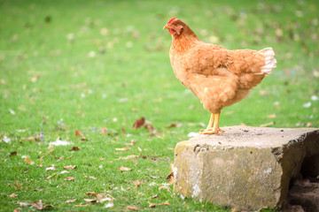 Chicken on the farm