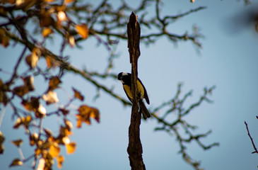 Bird on a branch