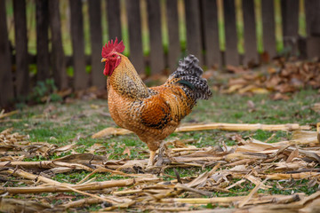 Cock on the farm