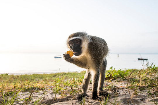Vervet Monkey feeding on the beach at dawn
