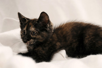Katzenbaby