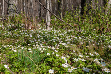 Wildblumen im Schweden Wald - 231854975