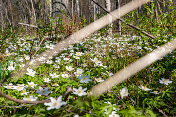 Wildblumen im Schweden Wald - 231854982