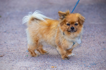 Pekingese,Cute small affenpinscher dog breed on a leash.